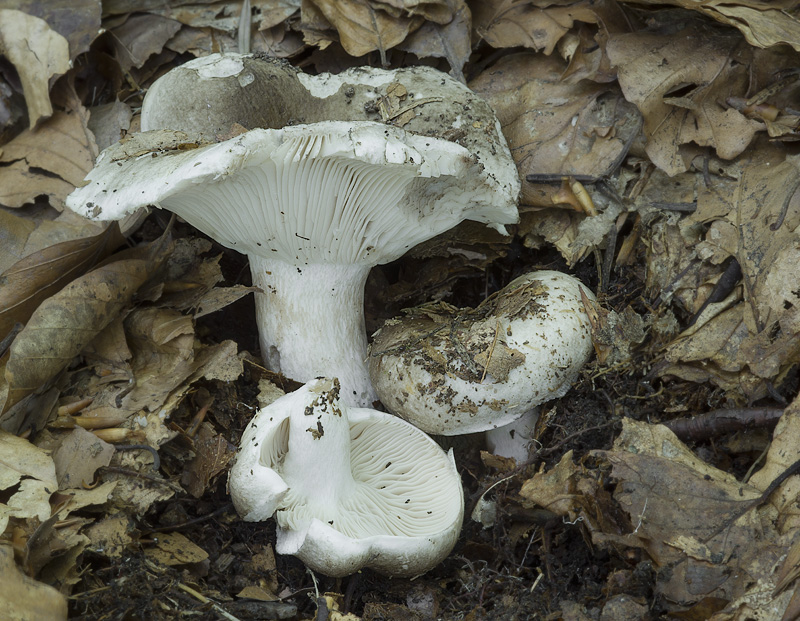 Russula densifolia